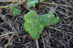 Puccinia malvacearum