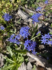 Scilla vindobonensis