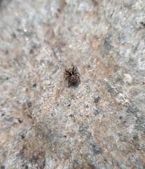 Salticidae
