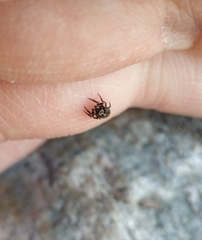 Salticidae