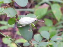 Compsus auricephalus