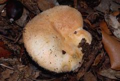 Lactarius mairei