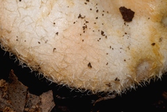 Lactarius mairei