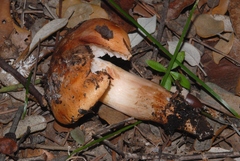 Tricholoma ustale
