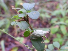 Compsus auricephalus