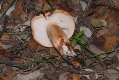 Tricholoma ustale