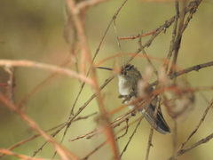 Leucolia violiceps