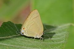 Allosmaitia strophius