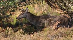 Cervus elaphus elaphus