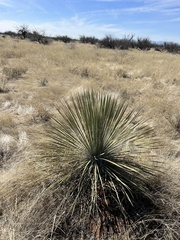 Yucca elata