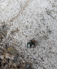 Tritomegas bicolor