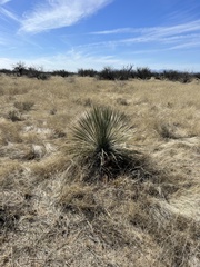 Yucca elata