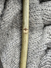 Phellodendron amurense