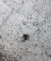 Tritomegas bicolor
