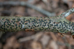 Diatrype disciformis