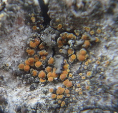 Caloplaca cerina