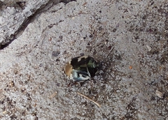 Tritomegas bicolor