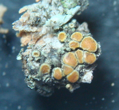 Caloplaca cerina