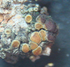 Caloplaca cerina