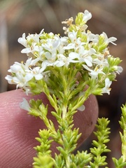 Selago myriophylla