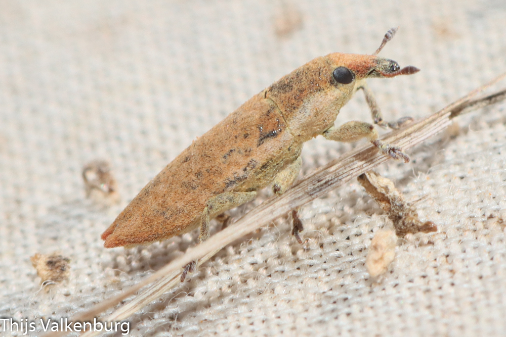 Lixus brevirostris
