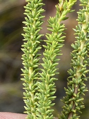 Selago myriophylla