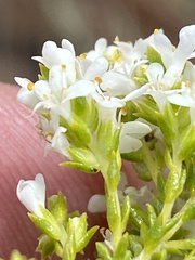 Selago myriophylla