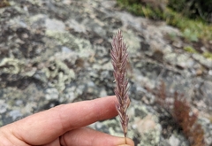 Leymus innovatus