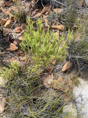 Selago myriophylla