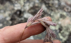 Leymus innovatus