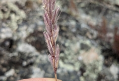 Leymus innovatus