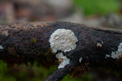 Cylindrobasidium laeve