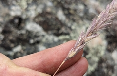 Leymus innovatus