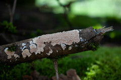 Cylindrobasidium laeve