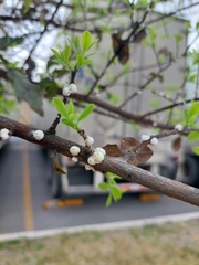 Ceroplastes sinensis