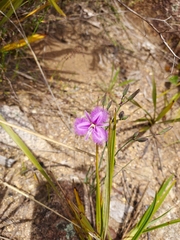 Thysanotus tuberosus