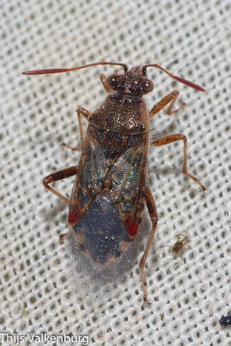 Hyaline Grass Bug