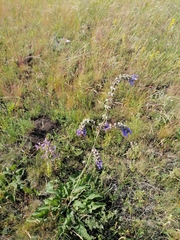 Salvia nutans