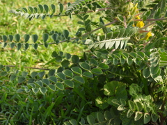 Astragalus macrocarpus