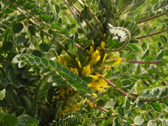 Astragalus macrocarpus
