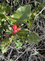 Plagiotrochus quercusilicis