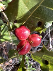 Plagiotrochus quercusilicis