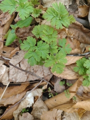 Dicentra cucullaria