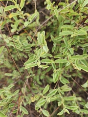 Hermannia holosericea