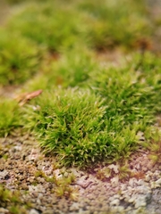 Orthotrichum diaphanum