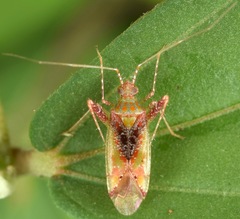 Phytocoris tibialis