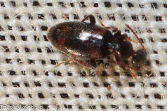 Anthicinae