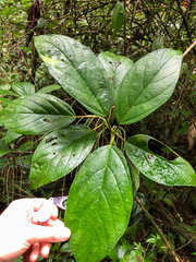 Myriocarpa
