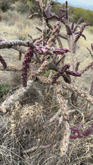 Cylindropuntia thurberi versicolor