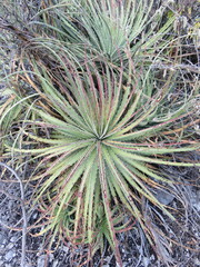 Hechtia glomerata